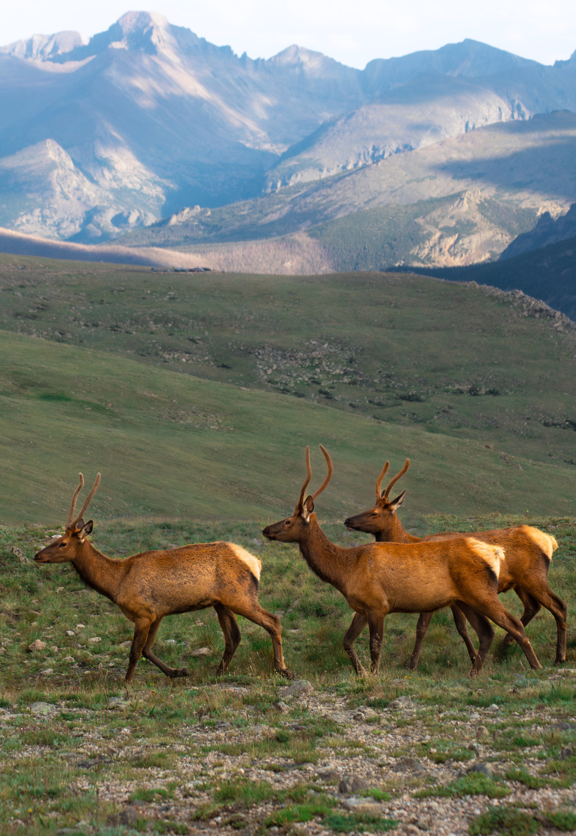Elk of Trail Ridge Road
