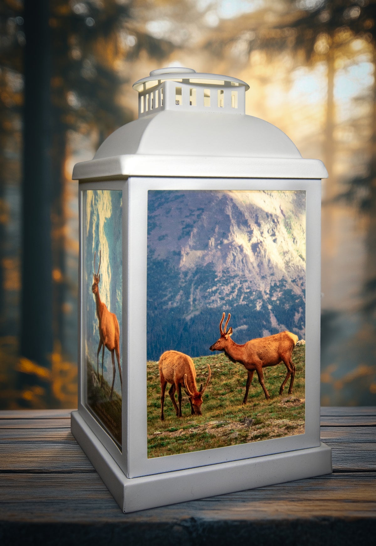 Elk of Trail Ridge Road