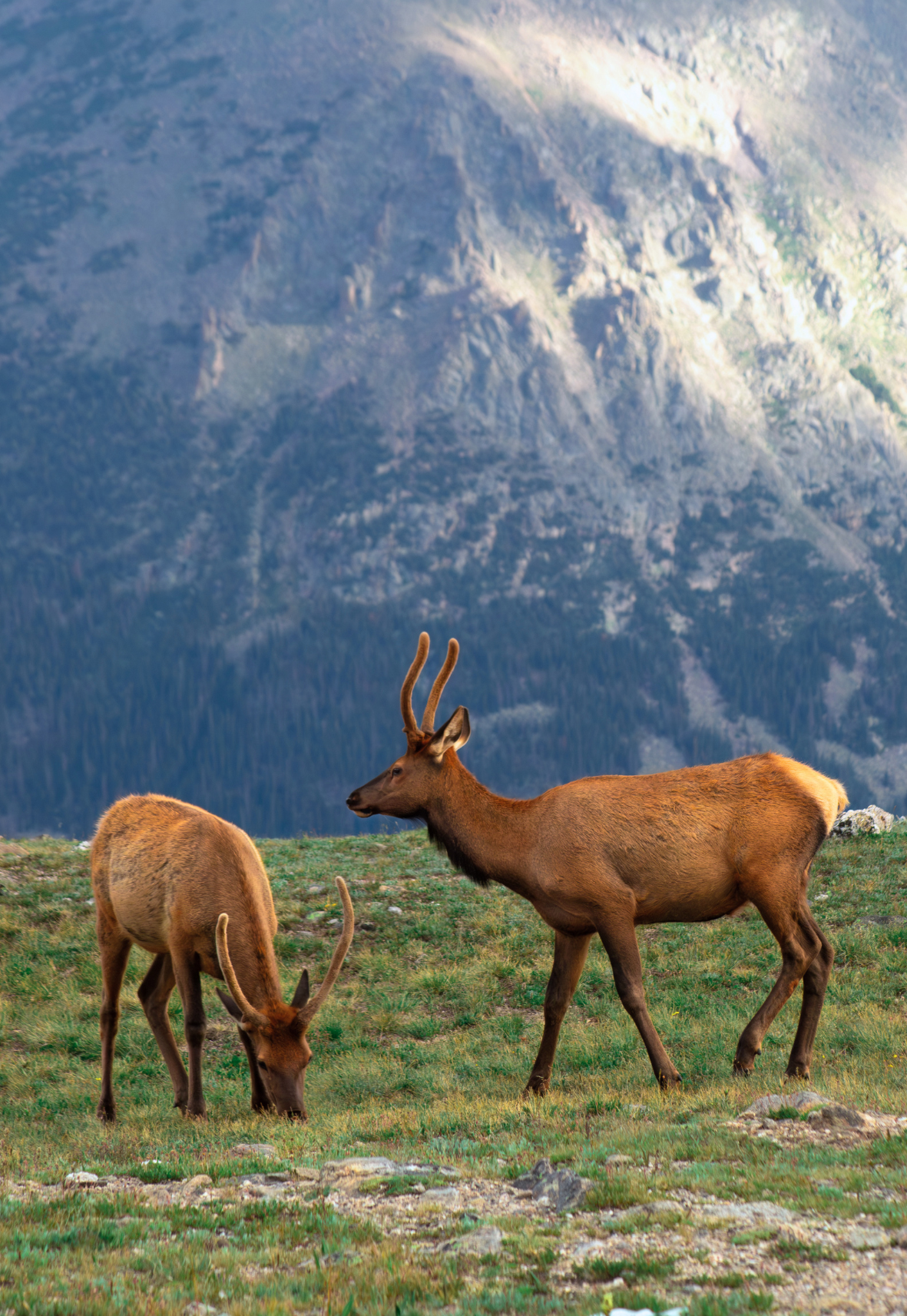 Elk of Trail Ridge Road