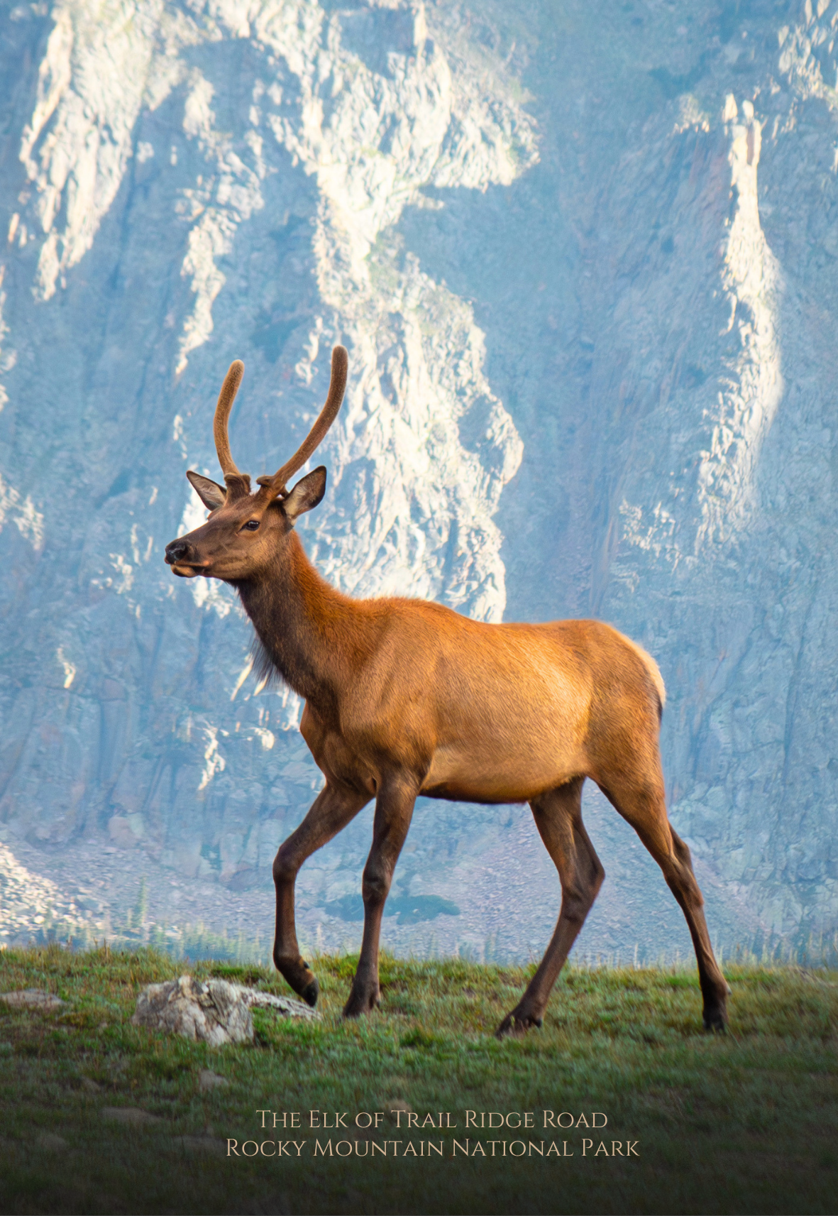 Elk of Trail Ridge Road
